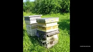 Неожиданно прилетели пчёлы и самостоятельно заселились в улье