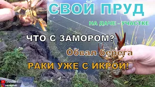 Свой пруд на даче. Замор рыбы прошел, рассуждения. Обвал берега. Раки готовятся дать потомство.