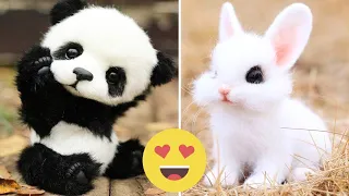 Cute baby animals Videos Compilation cute moment of the animals - Cutest Animals