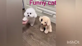 Funny animals - Funny cats / dogs - Funny animal videos 294