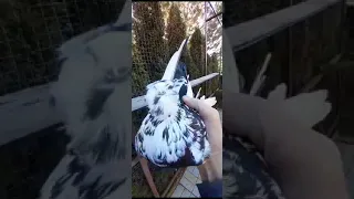 Узбекские голуби Pigeons الحمام Tauben  merpati کبوتر 鴿子 ハトkaʙūtar 2/10/23(2)