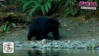 Bittersweet Black Bear Hunt of His Dreams on Vancouver Island