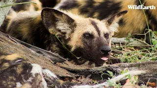 WildEarth Ferrari Safari