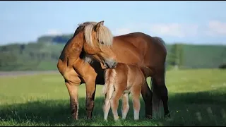 Un poulain qui mange les crottins, C'est normal!