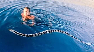 YBS Lifestyle Ep 15 - BIGGEST VENOMOUS SEA SNAKE EVER | First Adventure On Our Mothership
