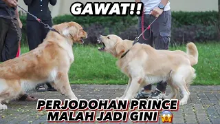 GANAS! PRINCE LANGSUNG NYERANG CALON JODOHNYA 😭