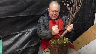 Shaping a Tamarisk Bonsai Into a Weeping Style