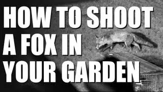 How to shoot a fox in your garden
