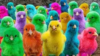 Adorable Animals, World Cute Chickens, Chickens,Colorful Ducks, and Fluffy Rabbits! 🐔🐰