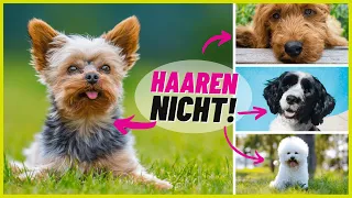 Top 10 Hunderassen, die NICHT haaren! 🐶