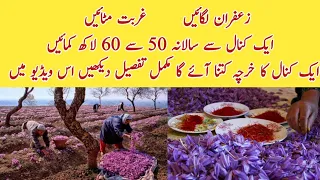 Grow Saffron ll Zafran Earn 50-60 Lacks Per Kanal Annually