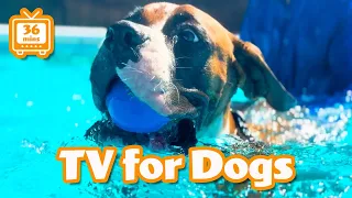 Dogs Swimming - Dog TV for Dogs Separation Anxiety | Farm Family Simple Life | Happy Dog Videos