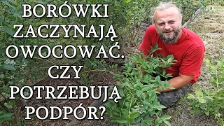 Borówki zaczynają owocowanie. Czy trzeba je wiązać lub podpierać pędy?