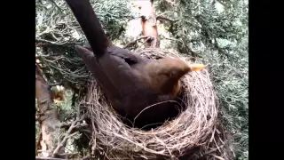 Female Blackbird adding lining to it's nest 11/4/2015