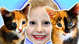 Домик для котят – история для детей про животных
