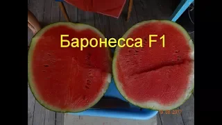 Баронесса  F1