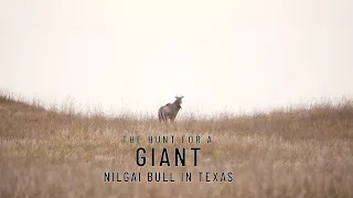 The Hunt for a Nilgai Bull in Texas