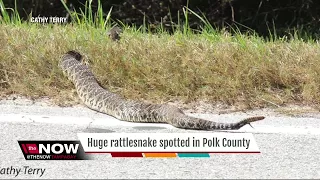 Giant rattlesnake spotted in Polk County