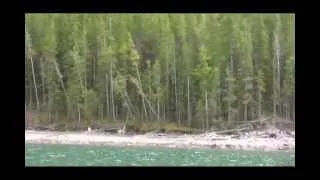 Sasquatch spotted in Banff National Park - Bigfoot Yeti