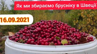 Збираємо ягоди в Швеції, день 55-й. Чарівна атмосфера лісів і приголомшиві пригоди