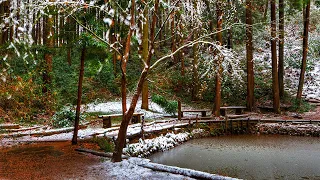 Relax With the Sound of the Rain and Melting Snow in the Forest.