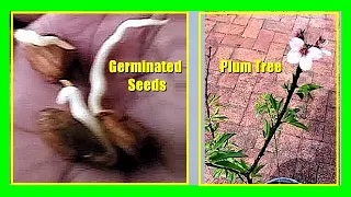 How To Grow a Plum Tree from Seed: Growing Plums From Seeds or Pits Easily