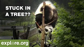 Hilarious Baby Panda Bloopers That Will Make You Laugh