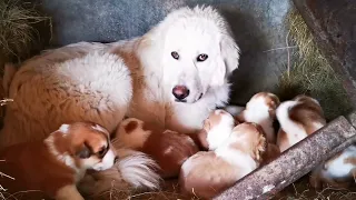 Surprise puppies from the neighbors dog