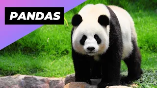 Pandas 🐼 The Sad Truth About Pandas