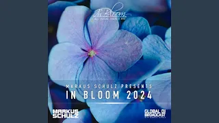 Cold Dreams (In Bloom 2024)