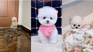 Funny and Cute Pomeranian Videos 🐶😍 Cutest Animals | Cutest Puppies #102