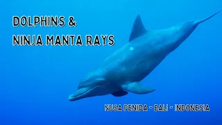 Dolphins & Ninja Manta Rays, Nusa Penida & Lembongan