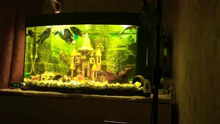 Мой аквариум 200 литров- цыхлидник