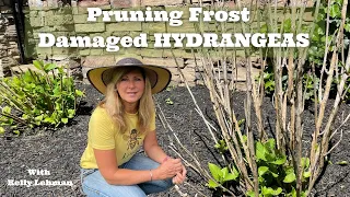 Pruning Frost Damaged Hydrangea