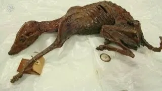 Mummified dog found in Mexico