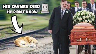 The Legendary Story of the Dog That Died Waiting for Its Owner