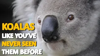 KOALA: lazy and cutie? No, you are wrong!