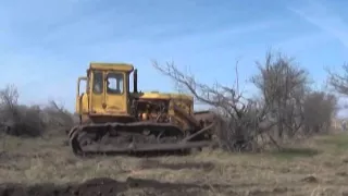 РАСКОРЧЁВКА СТАРЫХ САДОВ