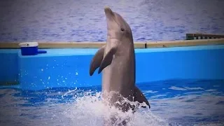 Lovely Dolphins 🐬😍 Cute and amazing Dolphins (Part 1) [Funny Pets]