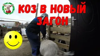 Переселяем коз в новый загон