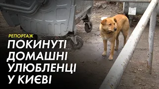 Як у Києві рятують покинутих котів та собак | Репортаж