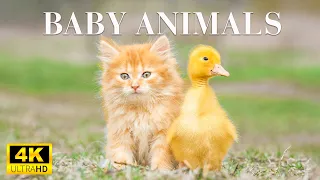 Adorable Baby Wild Animals With Relaxing Music, Healthy Music, Baby Animals 4K