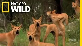 Dingo Fast Food | Nat Geo Wild