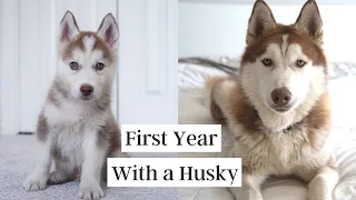 First Year with a Husky (8 weeks to 1 year)