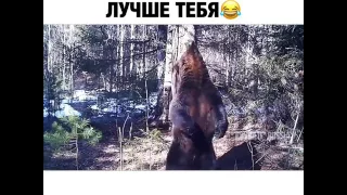 Медведь чешет спинку