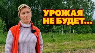 ШОК!!! ВСЕ ПОГИБЛО НА ОГОРОДЕ ЧТО ПРОИЗОШЛО ? КТО ВИНОВАТ? ОГОРОД ИЮНЬ - ИЮЛЬ 2023@obovsemsmarusya