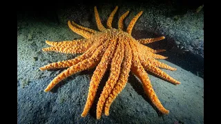 Science Talk: Sunflower Sea Stars