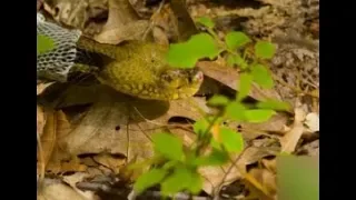 Le déroulement de la mue chez un serpent à sonnette