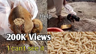 puppies rescued with maggots & wound । maggots removed from body