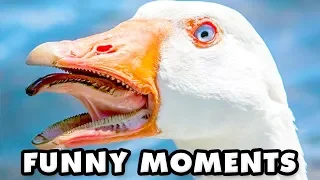 Untitled Goose Game Funny Moments Montage!